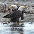 Eagle Pair