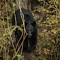 Blackie
